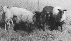 Meine ersten Schafe